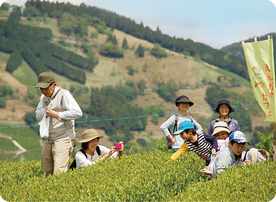 Tea Picking Experience