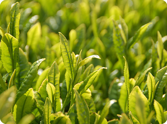 ＜Spring only＞ Tea picking of new tea & tempura tasting of tea leaves