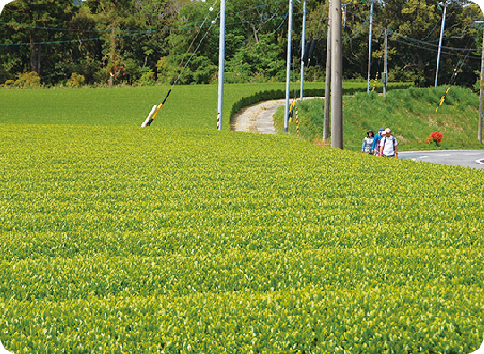 Tea plantation walk Tea plantation drive